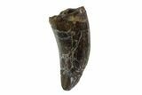 Serrated, Tyrannosaur (Nanotyrannus) Tooth - Montana #97461-1